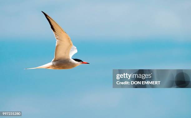 Common tern flies along the beach of Sandy Hook on July 12, 2018 near Middletown, New Jersey.