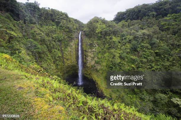 akaka falls state park waterfall big island hawaii - suzi pratt fotografías e imágenes de stock