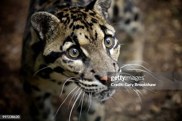 clouded leopard - clouded leopard stock-fotos und bilder