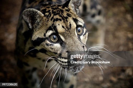 Clouded Leopard Clouded Leopard