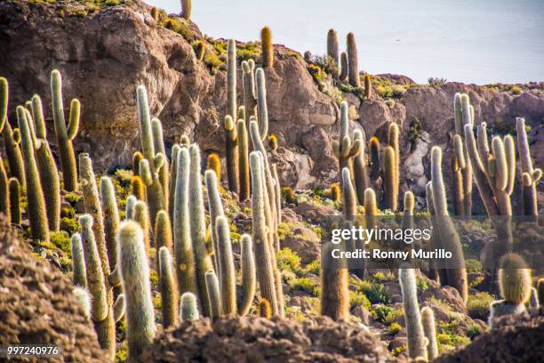 salar de uyuni - salar stock pictures, royalty-free photos & images