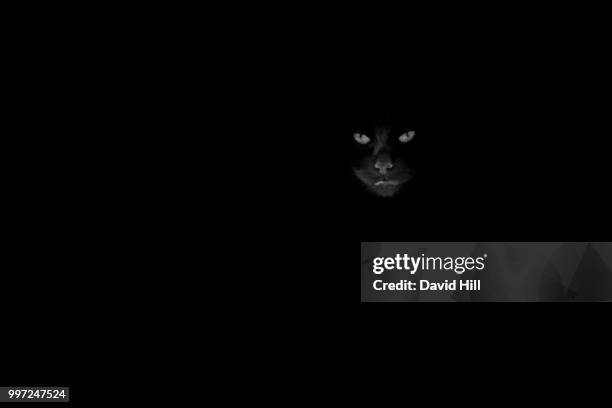 cat watching - dark panthera stock pictures, royalty-free photos & images