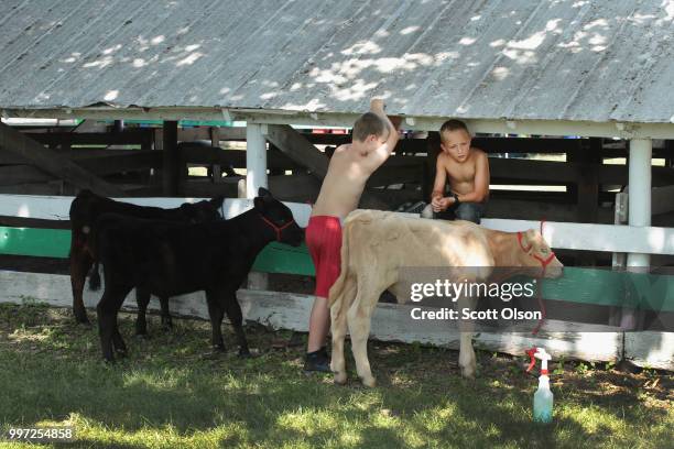 Tyson Kriegel and his cousin Carter Koenig get calves ready to show at the Iowa County Fair on July 12, 2018 in Marengo, Iowa. The fair, like many in...