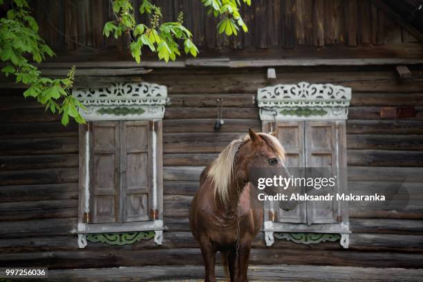 peasant bay horse is grazed near a old rustic log farmhouse - bay horse stockfoto's en -beelden