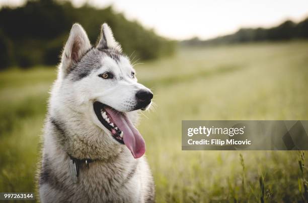 miska - husky dog stock pictures, royalty-free photos & images