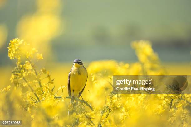 yellow in yellow - bisping stock pictures, royalty-free photos & images