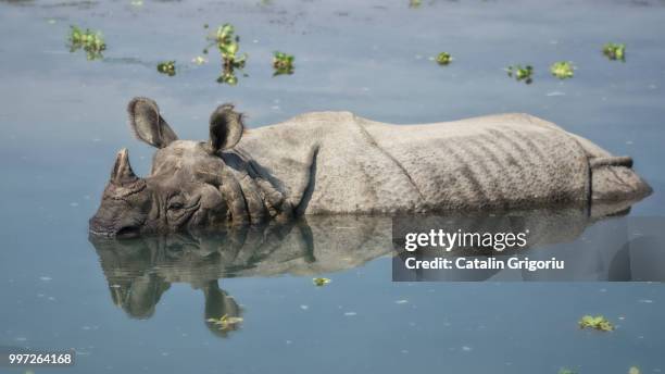 rhino bathing in the river in chitwan national park, nepal - great indian rhinoceros stockfoto's en -beelden