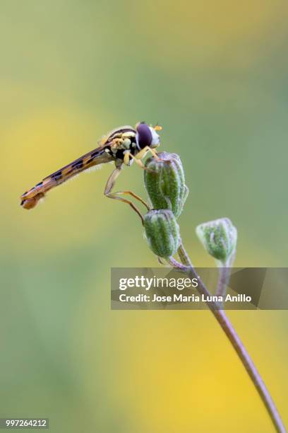 cernidora - anillo stock pictures, royalty-free photos & images