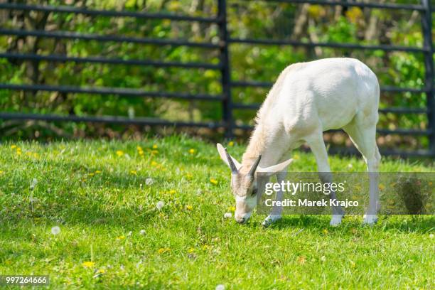 baby addax feeding. baby addax on green grass - addax stockfoto's en -beelden