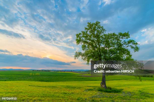 the lone tree - hirsch stock pictures, royalty-free photos & images