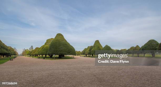 yew trees at hampton court - flynn stock pictures, royalty-free photos & images