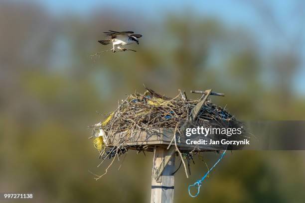 hawk - hawk nest foto e immagini stock