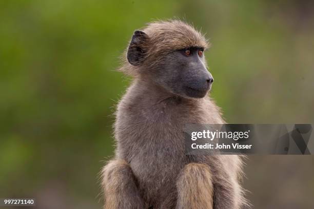 looking for mom - chacma baboon 個照片及圖片檔