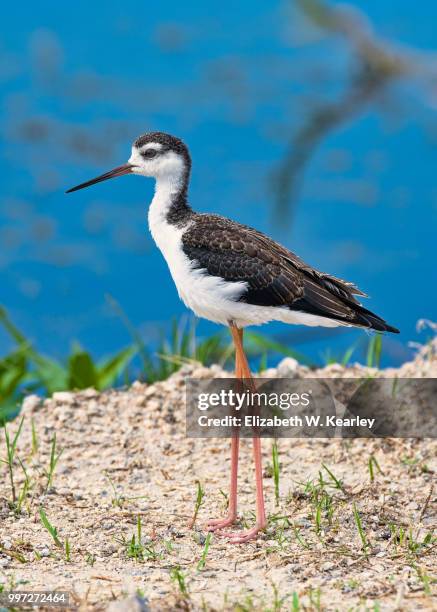 black necked stilt - chincoteague national wildlife reserve stockfoto's en -beelden