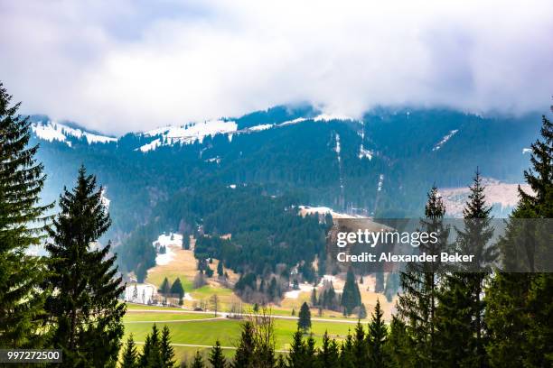 forested mountain slope in low lying clouds - beker stock-fotos und bilder