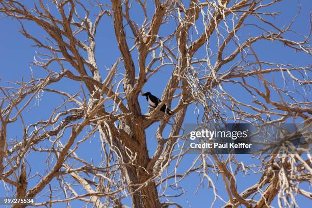 bird in a tree in the namib desert - keiffer stock-fotos und bilder