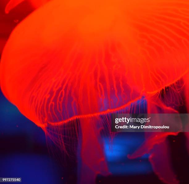 jellyfish portrait, detail - mary dimitropoulou stock pictures, royalty-free photos & images