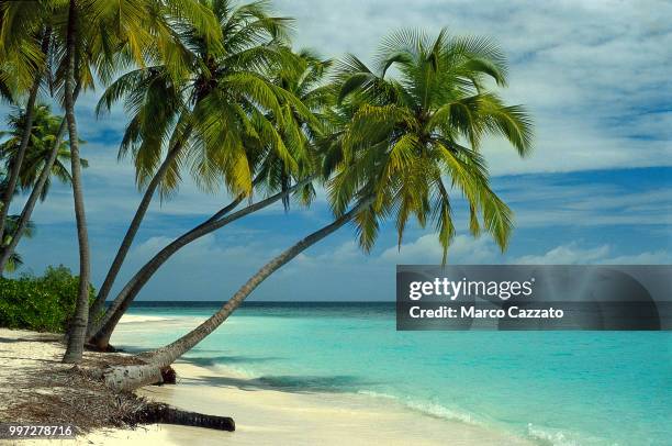 kuda bandos - maldives - bandos stock-fotos und bilder