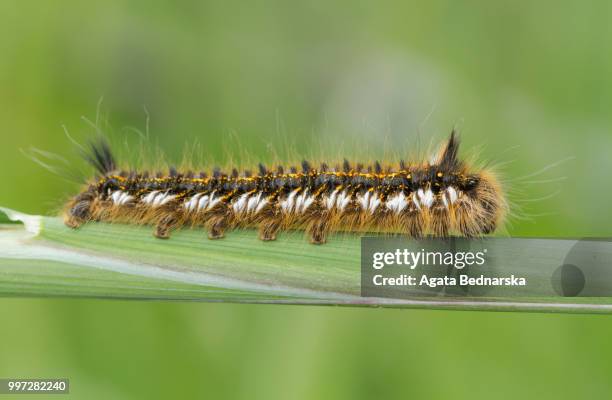 caterpillar (euthrix potatoria) goes over the gras - gras bildbanksfoton och bilder