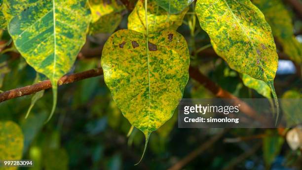 close-up of leaf - denpasar stock pictures, royalty-free photos & images