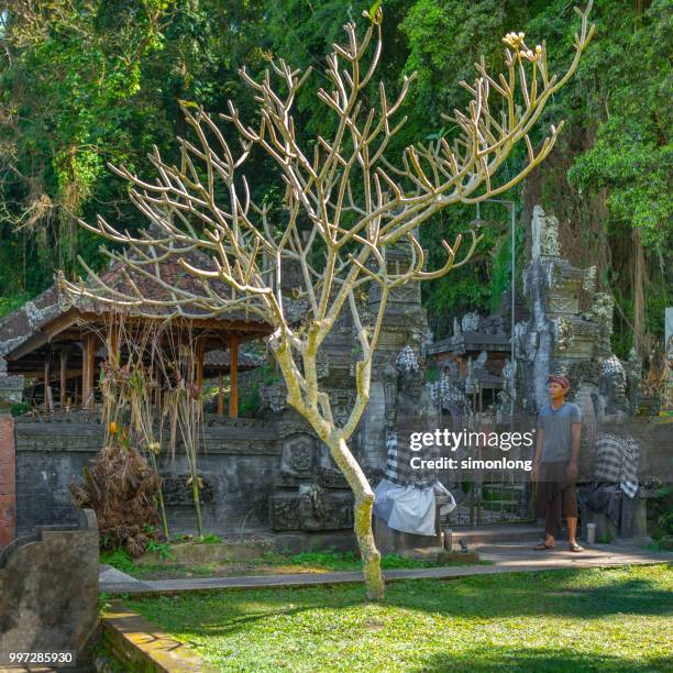 an indonesian young man standing in front of a balinese gate - denpasar stock pictures, royalty-free photos & images
