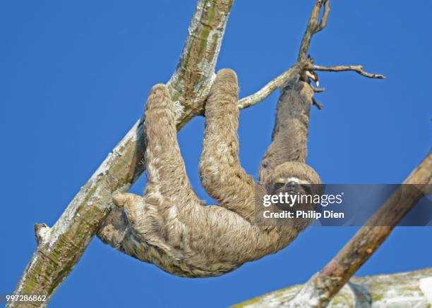 hanging around - three toed sloth fotografías e imágenes de stock