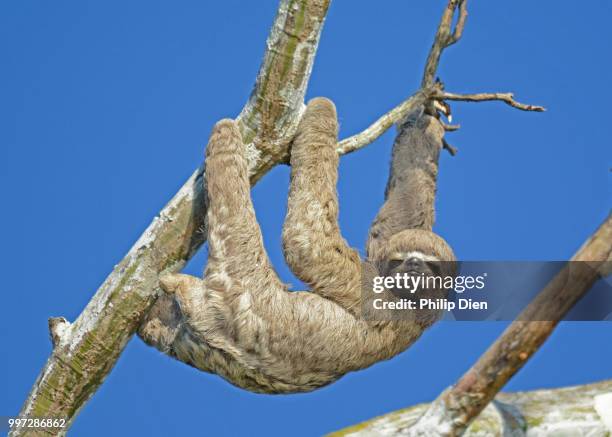 hanging around - three toed sloth stock pictures, royalty-free photos & images