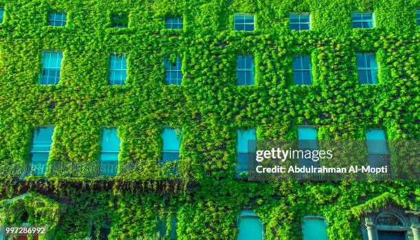 wall of leaves - mopti bildbanksfoton och bilder