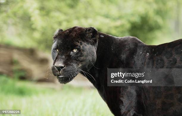 black jaguar - black leopard stock-fotos und bilder