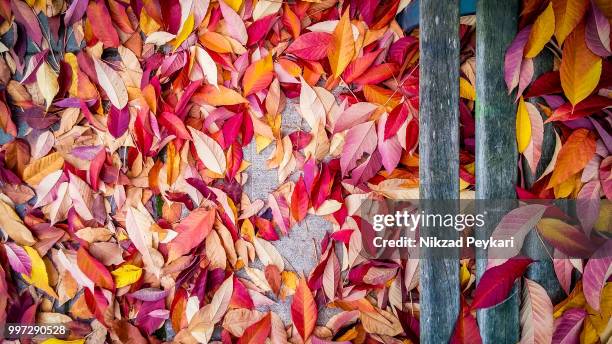 when a rainbow falls down - university of british columbia stock pictures, royalty-free photos & images