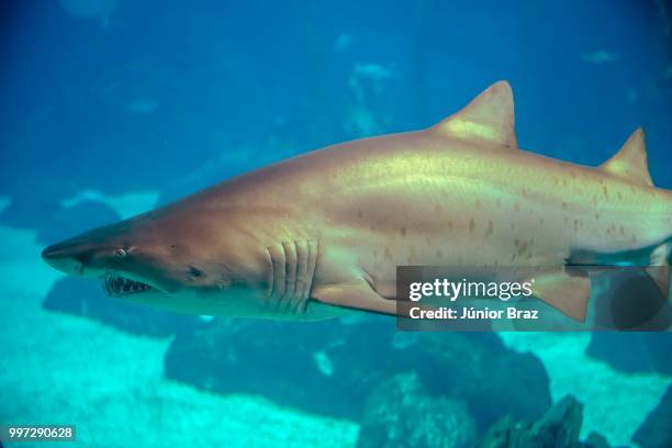 shark from the lisbon oceanarium main tank - requin tigre des sables photos et images de collection