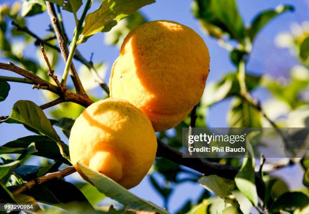 málaga,spain - bauch imagens e fotografias de stock