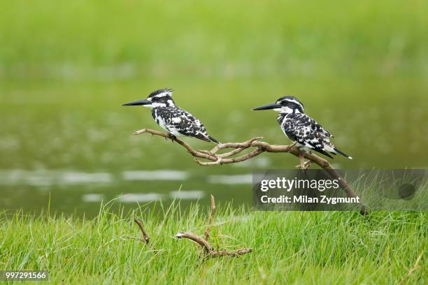 pied kingfishers - pied kingfisher ceryle rudis stock pictures, royalty-free photos & images