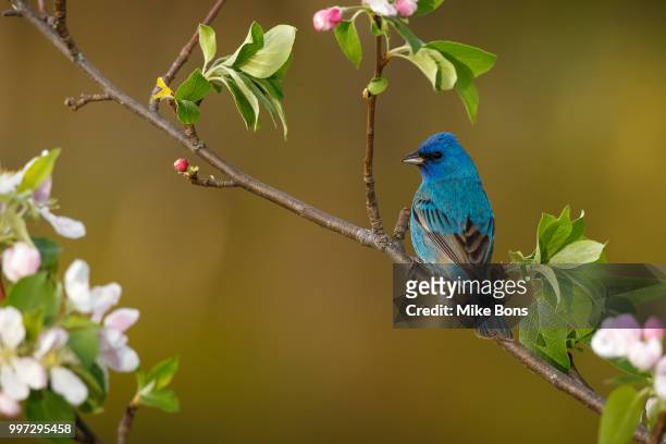 indigo bunting in the apple tree - indigo bunting stock pictures, royalty-free photos & images