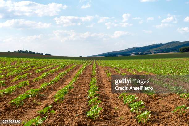 the growing sunflower plants in the central plateau, spain, castilla-la mancha - ciudad real province stock pictures, royalty-free photos & images