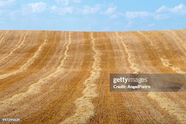 harvested cereal - ciudad real province stock pictures, royalty-free photos & images