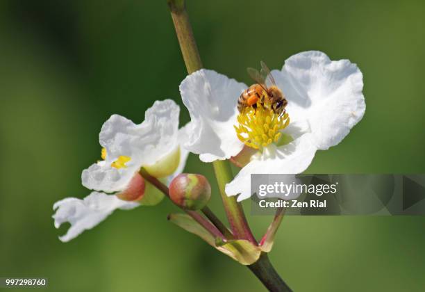 a honey bee on an arrowhead flower (sagittaria latifolia ) - pollen basket stock pictures, royalty-free photos & images