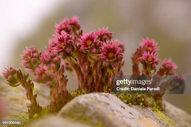 common houseleek (sempervivum tectorum) - houseleek stock pictures, royalty-free photos & images