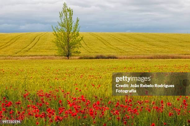 plains - fotografia stock pictures, royalty-free photos & images