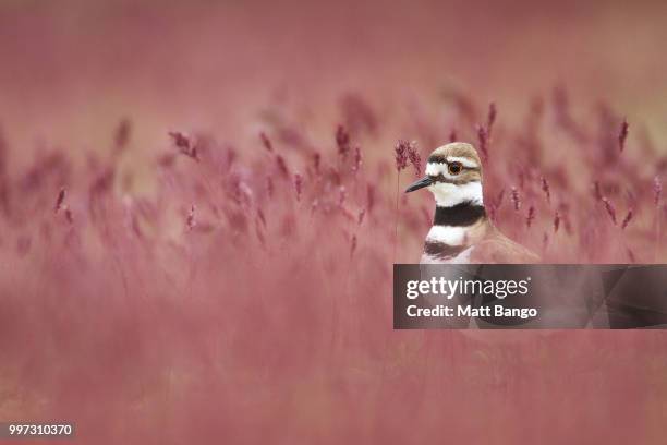 killdeer - killdeer stock pictures, royalty-free photos & images