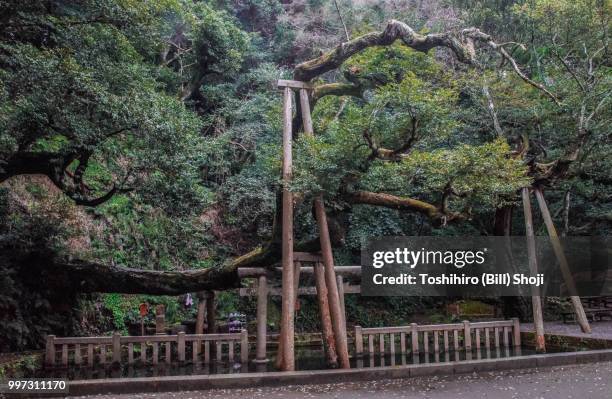 mitarashi at kashima shinto shrine with a big tree - kashima stock-fotos und bilder