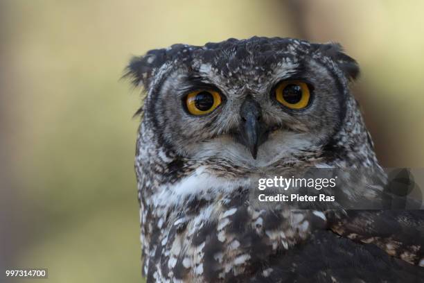 Bird Rass That Ras Photos and Premium High Res Pictures - Getty Images