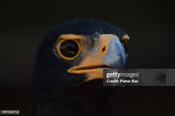birds - pieter stock pictures, royalty-free photos & images