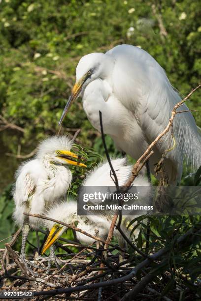 snowy egret with chicks - snowy egret stock pictures, royalty-free photos & images
