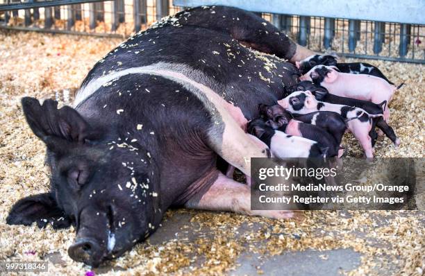 Piglets born on July 7th nurse from their mother at the fairgrounds at the OC Fair on Tuesday, July 10, 2018. The fair opens Friday at the OC Fair &...