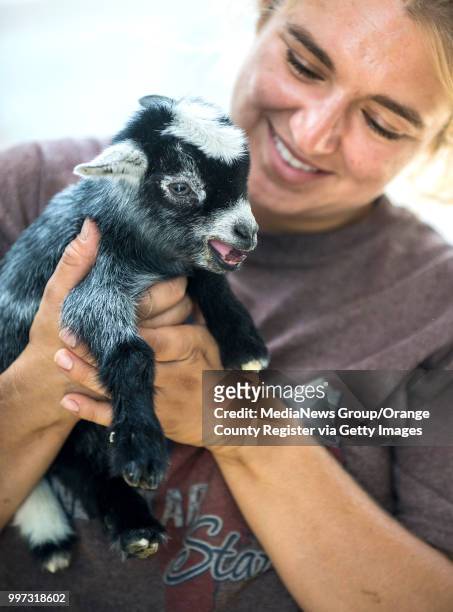Sarah Kupelian of the Great American Petting Zoo, holds a day-old baby pygmy goat at the OC Fair on Tuesday, July 10 in Costa Mesa. The fair opens...
