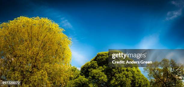 1,198 Lollipop Trees Stock Photos, High-Res Pictures, and Images ...