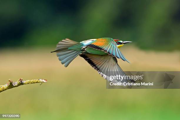 bee-eater - cristiano imagens e fotografias de stock