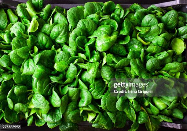 young baby spinach leaves in a box - fresh baby spinach stock-fotos und bilder