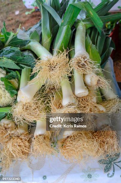 cloose of celery stalks, celery is a biennial vegetable (meaning it has a normal two-year life cycle), which belongs to the umbelliferae family, whose other members include carrots, fennel, parsley and dill. - biennial stock pictures, royalty-free photos & images